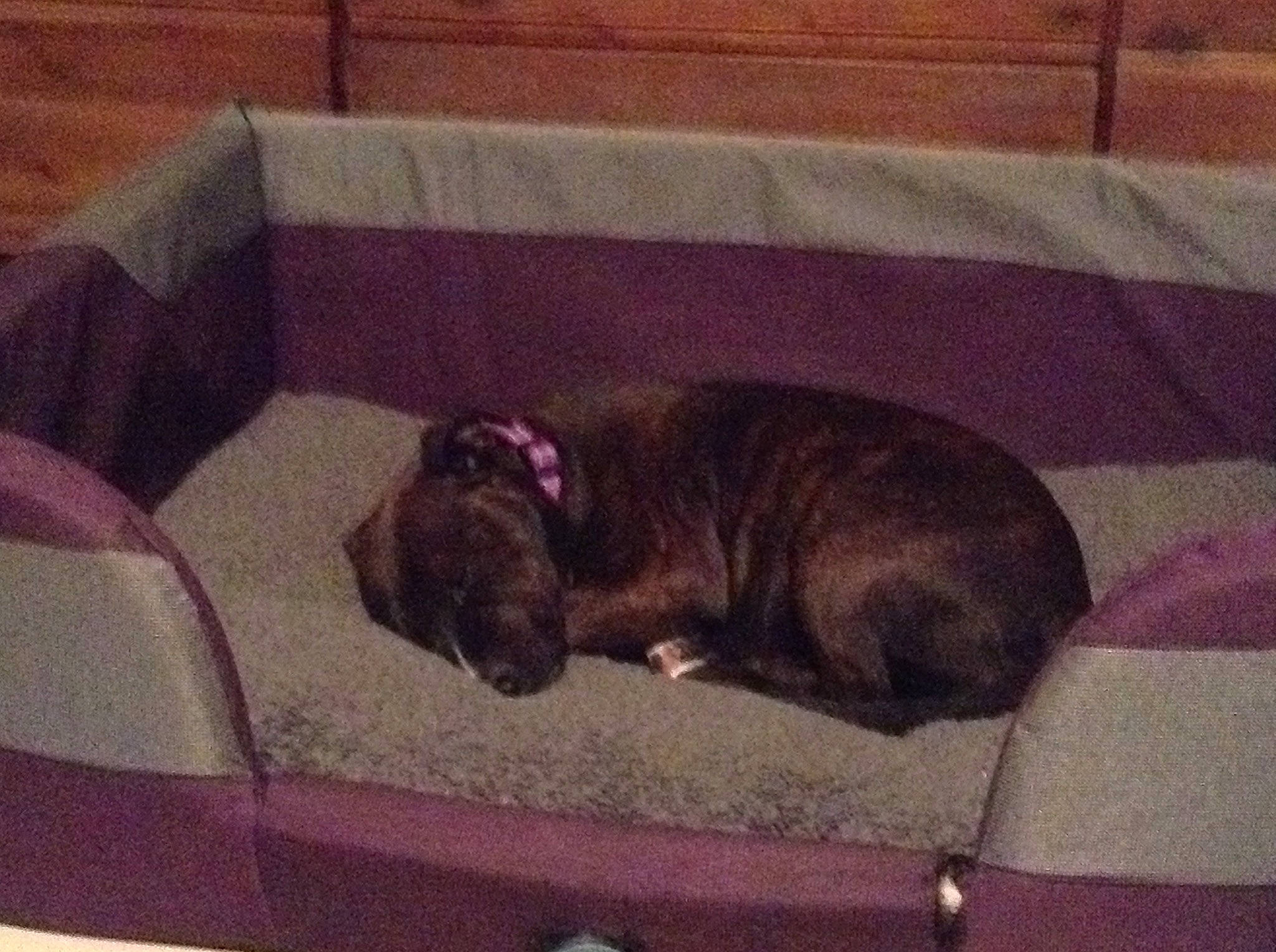 Luna joined the competition — help win amazing prizes! american_pit_bull_terrier, boxer, bullmastiff, canidae, carnivore, dog, dog_bed, dog_breed, fawn, fila_brasileiro, french_bulldog, guard_dog, nap, perro_de_presa_canario, puppy