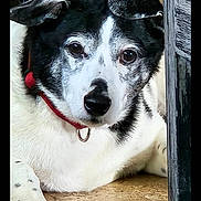 Rocco joined the competition — help win amazing prizes! dog, black_and_white, collar, pet, animal, floor, wooden_furniture, indoor, relaxed, cute, lying_down, close_up, canine, paw, fur, portrait, domestic_animal, mammal, companion, resting