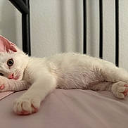 Donut is registered to the contest to win money with this photo: cat, kitten, white_cat, pink_paw_pads, bed, bed_frame, indoor, relaxed, curious, feline, pet, animal, soft_texture, stretching, close_up, young_cat, resting, whiskers, pink_nose, fur