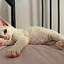 cat, kitten, white_cat, pink_paw_pads, bed, bed_frame, indoor, relaxed, curious, feline, pet, animal, soft_texture, stretching, close_up, young_cat, resting, whiskers, pink_nose, fur