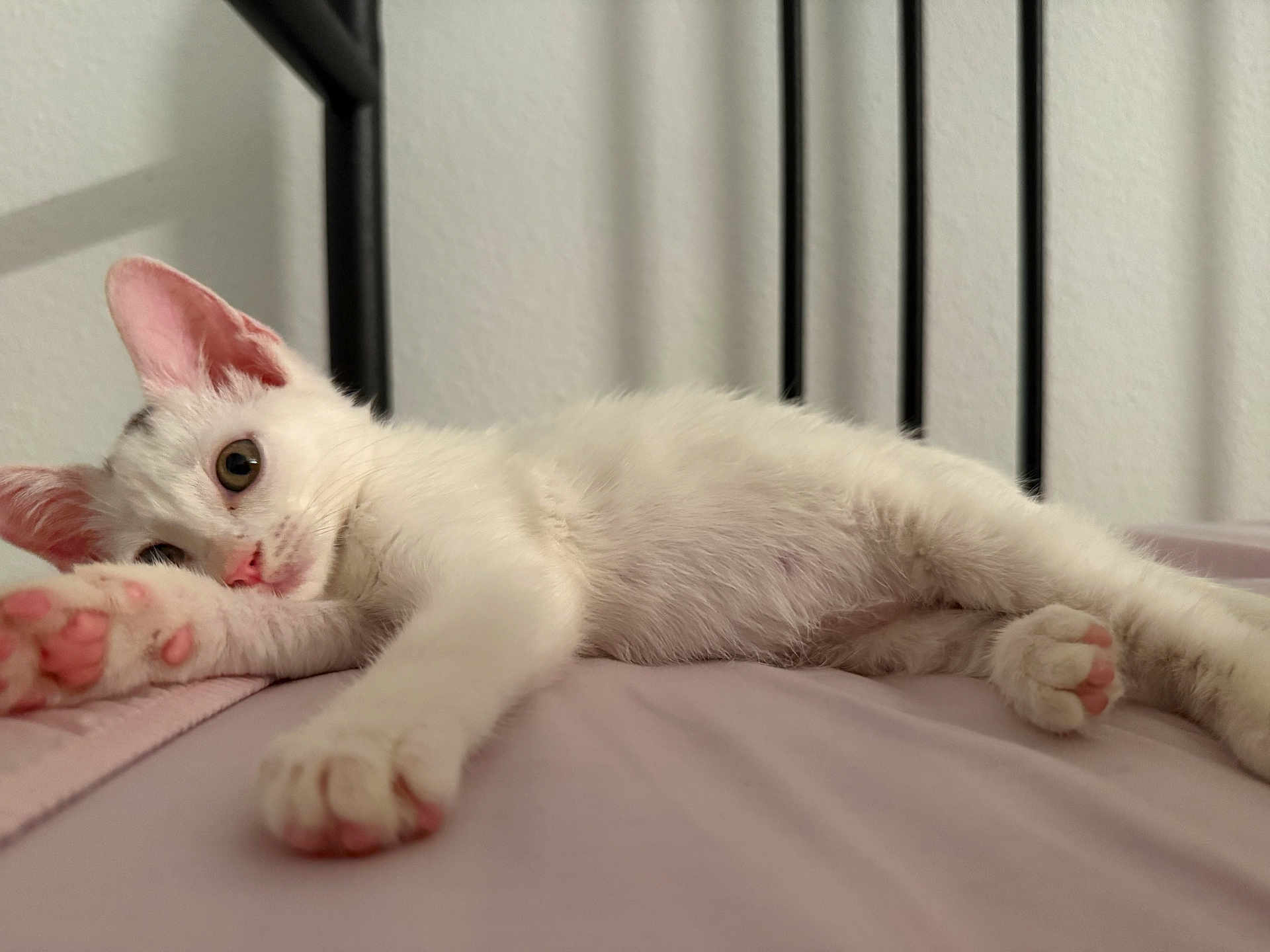 Donut is registered to the contest to win money with this photo: cat, kitten, white_cat, pink_paw_pads, bed, bed_frame, indoor, relaxed, curious, feline, pet, animal, soft_texture, stretching, close_up, young_cat, resting, whiskers, pink_nose, fur