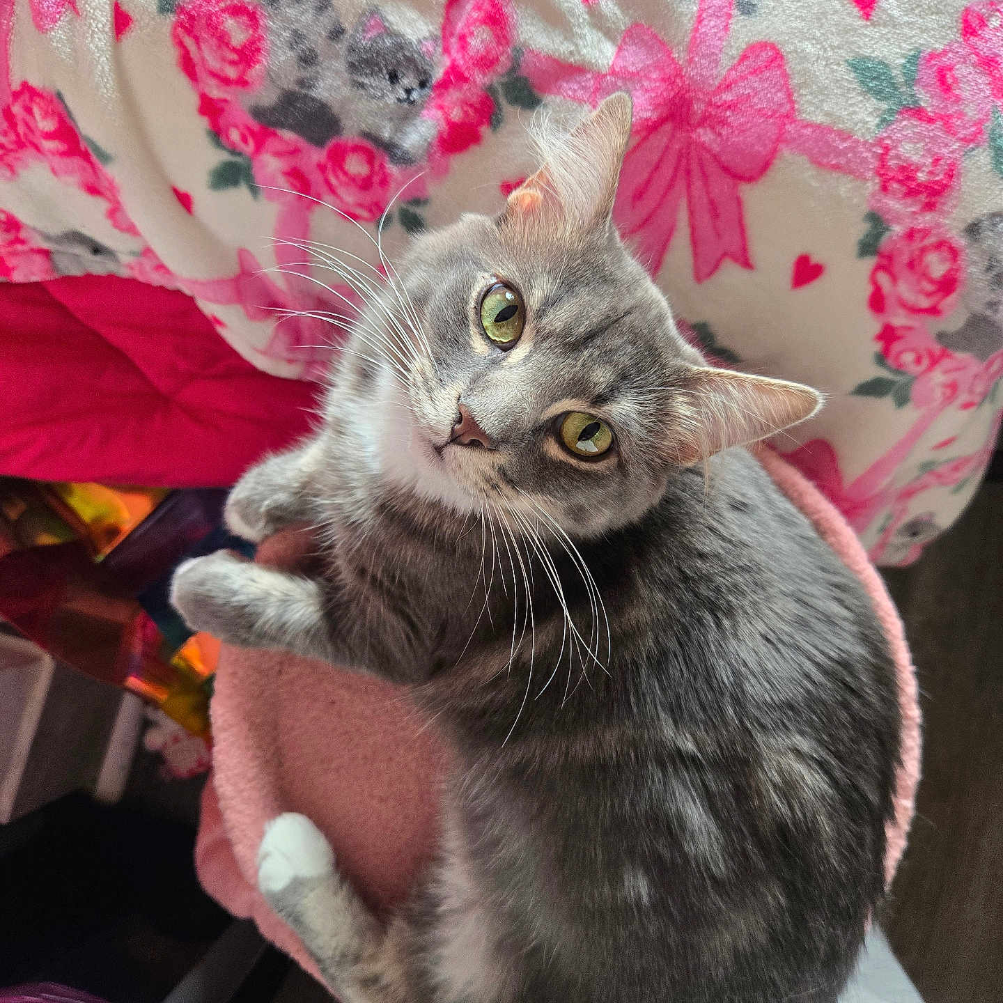 Monica is registered to the contest to win money with this photo: cat, gray_cat, tabby_cat, green_eyes, pet, indoor, blanket, pink, hearts, bows, kitten_print, soft_texture, fur, whiskers, looking_up, resting, cozy, cute, animal, domestic