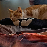 Ginger is registered to the contest to win money with this photo: cat, orange_cat, white_cat, sleeping, resting, animal, pet, bed, blanket, bedding, bedroom, cozy, indoor, relaxed, closed_eyes, whiskers, fur, striped_fur, clothing, portrait