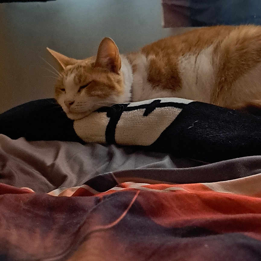 Ginger