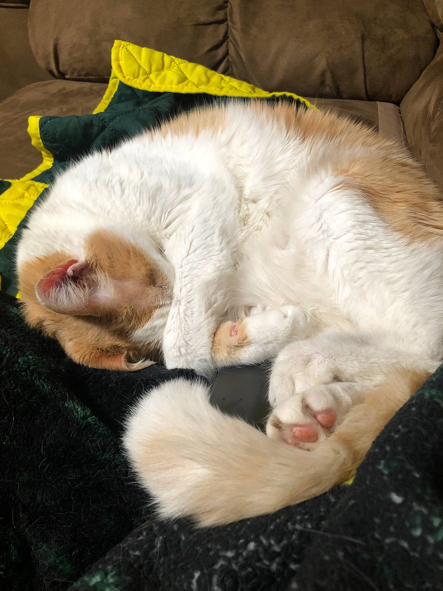 Dustin is registered to the contest to win money with this photo: carnivore, cat, claw, felidae, fur, nap, paw, small_to_medium_sized_cats, snout, tail, whiskers