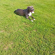 Zarya participe au concours pour gagner de l'argent avec cette photo : dog, grass, outdoor, pet, nature, sunlight, animal, canine, happy, tongue_out, relaxed, greenery, summer, field, daytime, mammal, playing, resting, cute, sunny