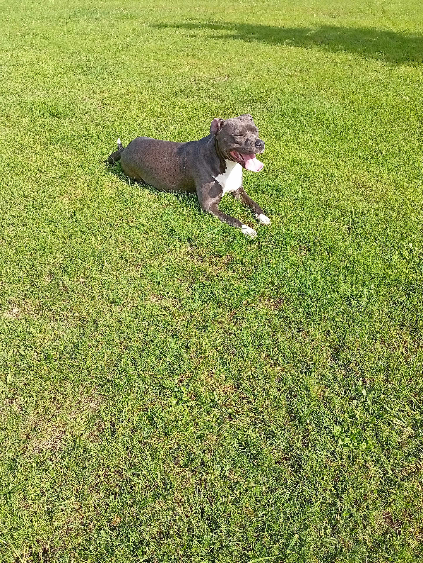 Zarya participe au concours pour gagner de l'argent avec cette photo : dog, grass, outdoor, pet, nature, sunlight, animal, canine, happy, tongue_out, relaxed, greenery, summer, field, daytime, mammal, playing, resting, cute, sunny
