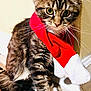 Luna joined the competition — help win amazing prizes! cat, kitten, tabby, fur, whiskers, scarf, red_scarf, white_scarf, floor_tile, vent, indoor, pet, cute, small, animal, feline, ears, tail, curious, holiday