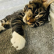 Luna joined the competition — help win amazing prizes! cat, tabby, paw, carpet, staircase, indoor, relaxed, feline, whiskers, closeup, sleepy, fur, pet, animal, cute, mammal, resting, home, cozy, portrait