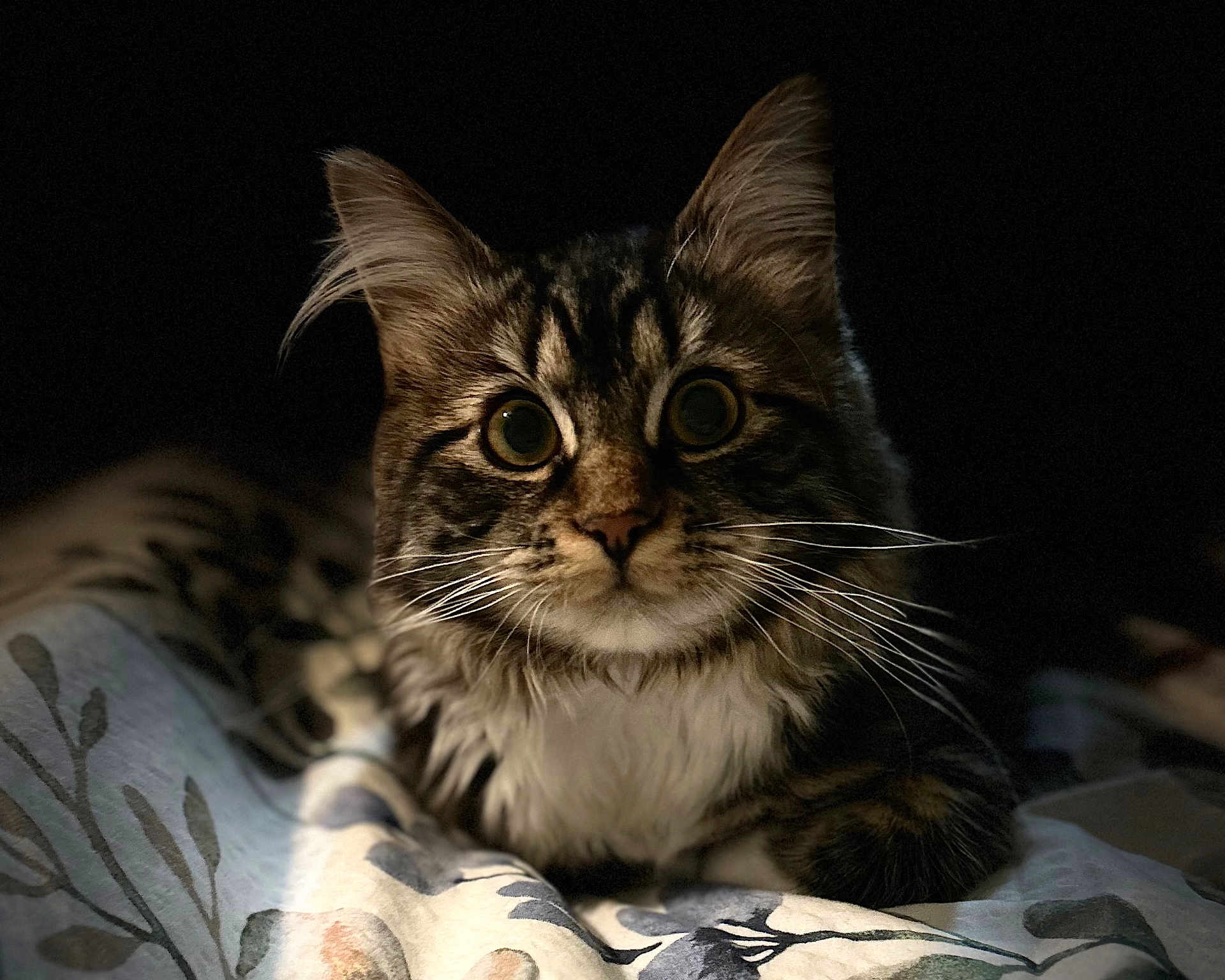 Luna is registered to the contest to win money with this photo: cat, tabby, wide_eyes, fluffy, whiskers, ears, pet, animal, feline, portrait, indoor, blanket, pattern, resting, close_up, cute, curious, domestic, mammal, fur