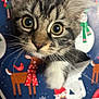 Luna is registered to the contest to win money with this photo: kitten, cat, close_up, whiskers, eyes, curious, wrapping_paper, holiday, christmas, reindeer, snowman, red_scarf, festive, background, animal, pet, cute, indoor, playful, fur