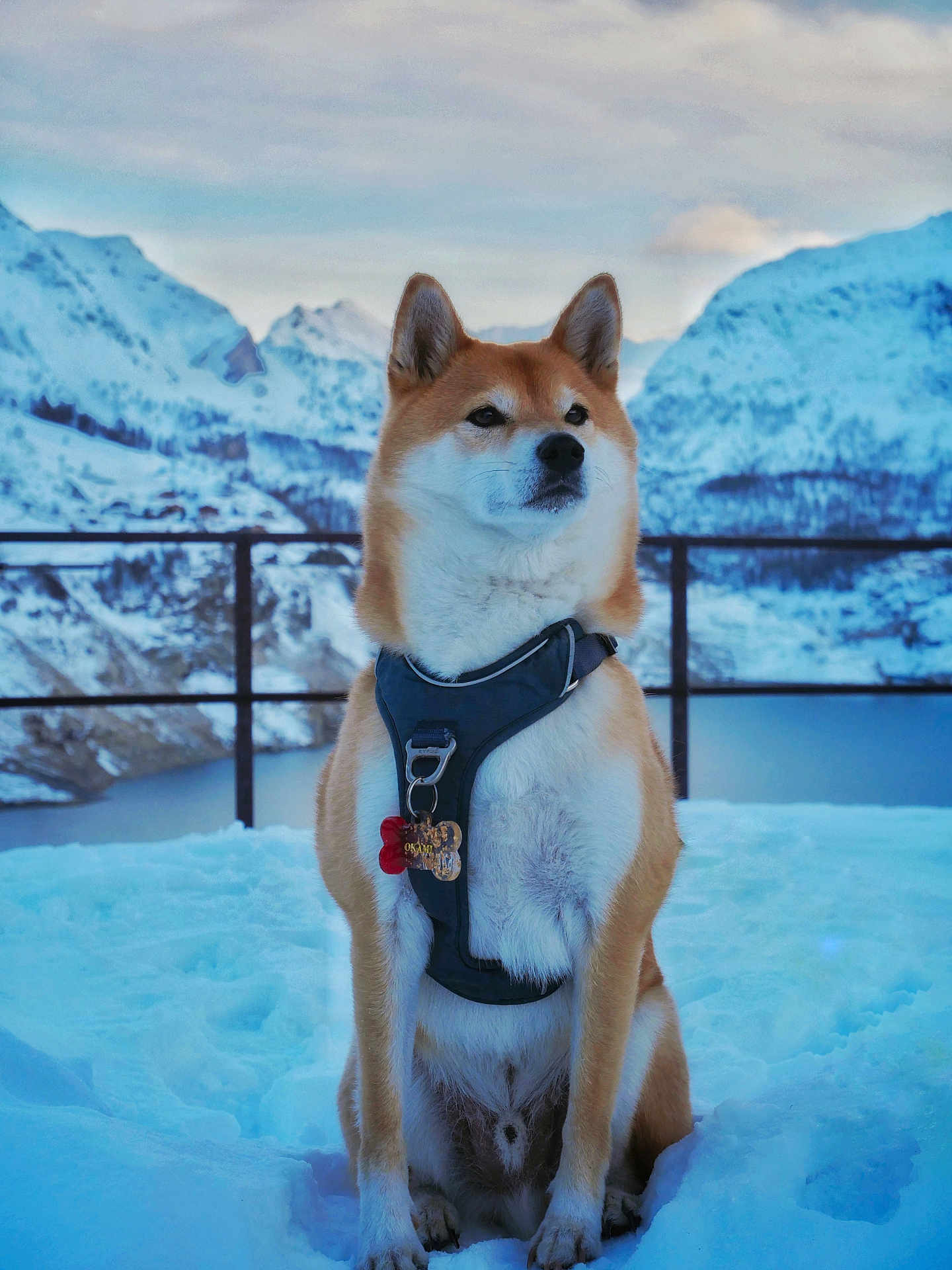 Okami participe au concours pour gagner de l'argent avec cette photo : dog, shiba_inu, snow, mountains, lake, outdoor, pet, animal, winter, scenic, nature, fur, harness, sitting, canine, cold, sky, landscape, serene, majestic