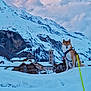 Okami a rejoint le concours — aidez-le/la à gagner de superbes lots ! dog, shiba_inu, snow, mountains, village, alpine, winter, snowy_landscape, church, steeple, sky, clouds, leash, outdoor, nature, scenic, canine, pet, cold, landscape