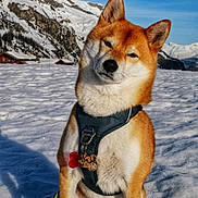 Okami a rejoint le concours — aidez-le/la à gagner de superbes lots ! dog, shiba_inu, snow, mountains, harness, outdoor, pet, animal, canine, winter, nature, sky, landscape, snowy, leash, sunlight, cute, sitting, fur, scenery