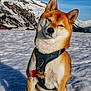 dog, shiba_inu, snow, mountains, harness, outdoor, pet, animal, canine, winter, nature, sky, landscape, snowy, leash, sunlight, cute, sitting, fur, scenery