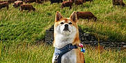 Okami participe au concours pour gagner de l'argent avec cette photo : dog, canine, animal, sitting, harness, gravel, path, grass, cows, herd, livestock, field, greenery, tree, nature, outdoor, rural, fence, hill, daylight