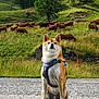 dog, canine, animal, sitting, harness, gravel, path, grass, cows, herd, livestock, field, greenery, tree, nature, outdoor, rural, fence, hill, daylight