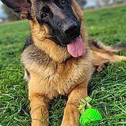 Atlas participe au concours pour gagner de l'argent avec cette photo : animal, blue_sky, cloudy, dog, dog_toy, ears, field, german_shepherd, grass, greenery, happy, leash, lying_down, outdoor, pet, playful, portrait, puppy, sitting, tongue_out