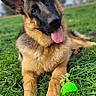 animal, blue_sky, cloudy, dog, dog_toy, ears, field, german_shepherd, grass, greenery, happy, leash, lying_down, outdoor, pet, playful, portrait, puppy, sitting, tongue_out