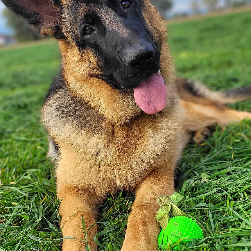 Atlas participe au concours pour gagner de l'argent avec cette photo : animal, blue_sky, cloudy, dog, dog_toy, ears, field, german_shepherd, grass, greenery, happy, leash, lying_down, outdoor, pet, playful, portrait, puppy, sitting, tongue_out