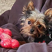 Sasha is registered to the contest to win money with this photo: animal, black_nose, blanket, brown, closeup, companion, cozy, cute, dog, domestic_animal, ears, face, fur, furry, indoor, looking, pet, relaxed, small_dog, toy