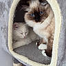 animal, blue_eyes, cat, cat_condo, cat_house, cats, companion, cozy, cute, domestic_animal, feline, fluffy, fur, indoor, pet, resting, sleeping, soft, tabby, whiskers