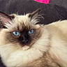 Alba a rejoint le concours — aidez-le/la à gagner de superbes lots ! blue_eyes, bright_eyes, brown_mask, cat, close_up, couch, cream_colored, domestic_animal, feline, fluffy_fur, indoor, laying, long_hair, pet, portrait, ragdoll, relaxed, sofa, soft_texture, whiskers