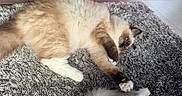 Alba participe au concours pour gagner de l'argent avec cette photo : blue_eyes, brown_fur, carpet, cat, close_up, domestic_cat, fluffy_cat, indoor, long_hair, lying_down, paw, pet, playful, relaxed, rug, shaggy_rug, sofa, tail, tile_floor, white_paws