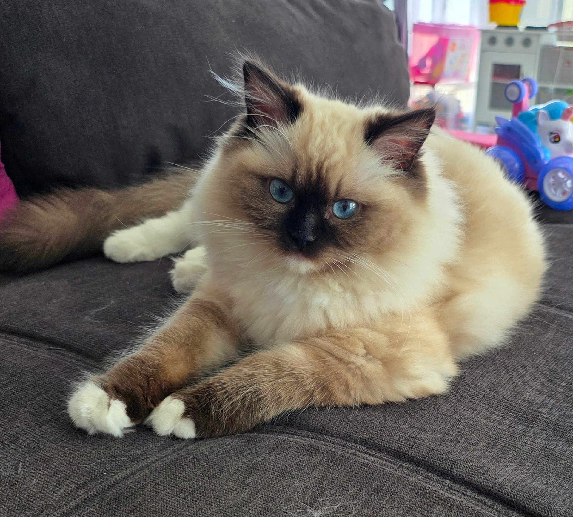 Alba a rejoint le concours — aidez-le/la à gagner de superbes lots ! cat, blue_eyes, fluffy_fur, long_hair, point_color, white_paws, paws, whiskers, ears, face, sofa, couch, indoor, toy, unicorn_toy, plastic_toy, relaxed, pet, portrait, fur_texture