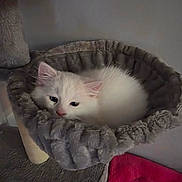 Arès a rejoint le concours — aidez-le/la à gagner de superbes lots ! cat, kitten, white_cat, fluffy_fur, pet, cat_bed, pet_bed, cozy, sleeping, resting, indoor, home, furniture, plush, blanket, grey, pink, soft, portrait, cute