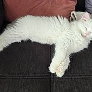 Arès a rejoint le concours — aidez-le/la à gagner de superbes lots ! animal, blanket, cat, couch, cozy, cute, domestic_cat, feline, fluffy, fur, indoor, peaceful, pet, pillow, pink_nose, relaxed, resting, sleeping, whiskers, white_cat