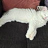 animal, blanket, cat, couch, cozy, cute, domestic_cat, feline, fluffy, fur, indoor, peaceful, pet, pillow, pink_nose, relaxed, resting, sleeping, whiskers, white_cat