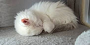 Arès participe au concours pour gagner de l'argent avec cette photo : cat, sleeping_cat, white_cat, fluffy, fur, pet, indoor, cat_tree, nap, cozy, whiskers, paw, ear, closeup, soft_texture, gray_background, curled_up, resting, domestic_animal, bed