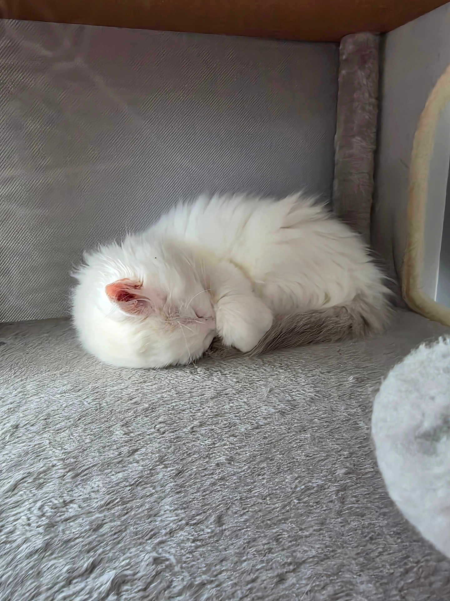 Arès participe au concours pour gagner de l'argent avec cette photo : cat, sleeping_cat, white_cat, fluffy, fur, pet, indoor, cat_tree, nap, cozy, whiskers, paw, ear, closeup, soft_texture, gray_background, curled_up, resting, domestic_animal, bed