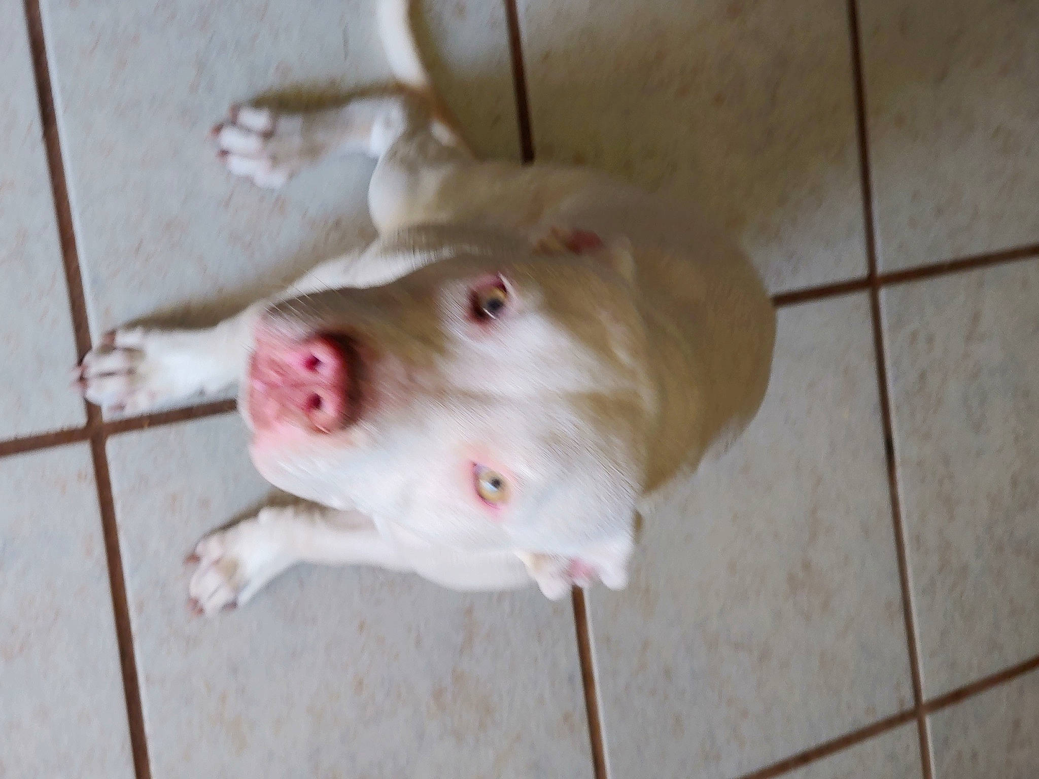 Snowflake joined the competition — help win amazing prizes! american_pit_bull_terrier, canidae, carnivore, dog, dog_breed, dogo_argentino, fawn, guard_dog, non_sporting_group, pit_bull, snout, sporting_group