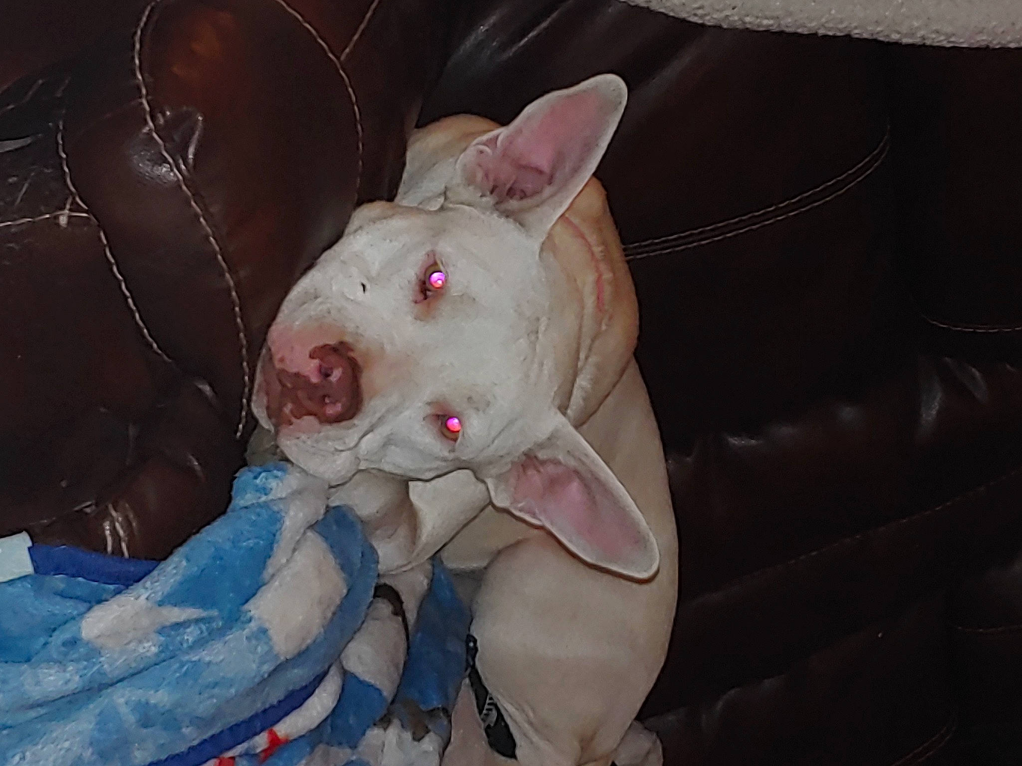 Snowflake joined the competition — help win amazing prizes! bull_and_terrier, bull_terrier, bull_terrier_miniature, canidae, carnivore, dog, dog_breed, ear, english_white_terrier, fawn, gull_terr, mammal, non_sporting_group, nose, old_english_terrier, pit_bull, snout, terrier, vertebrate, whiskers