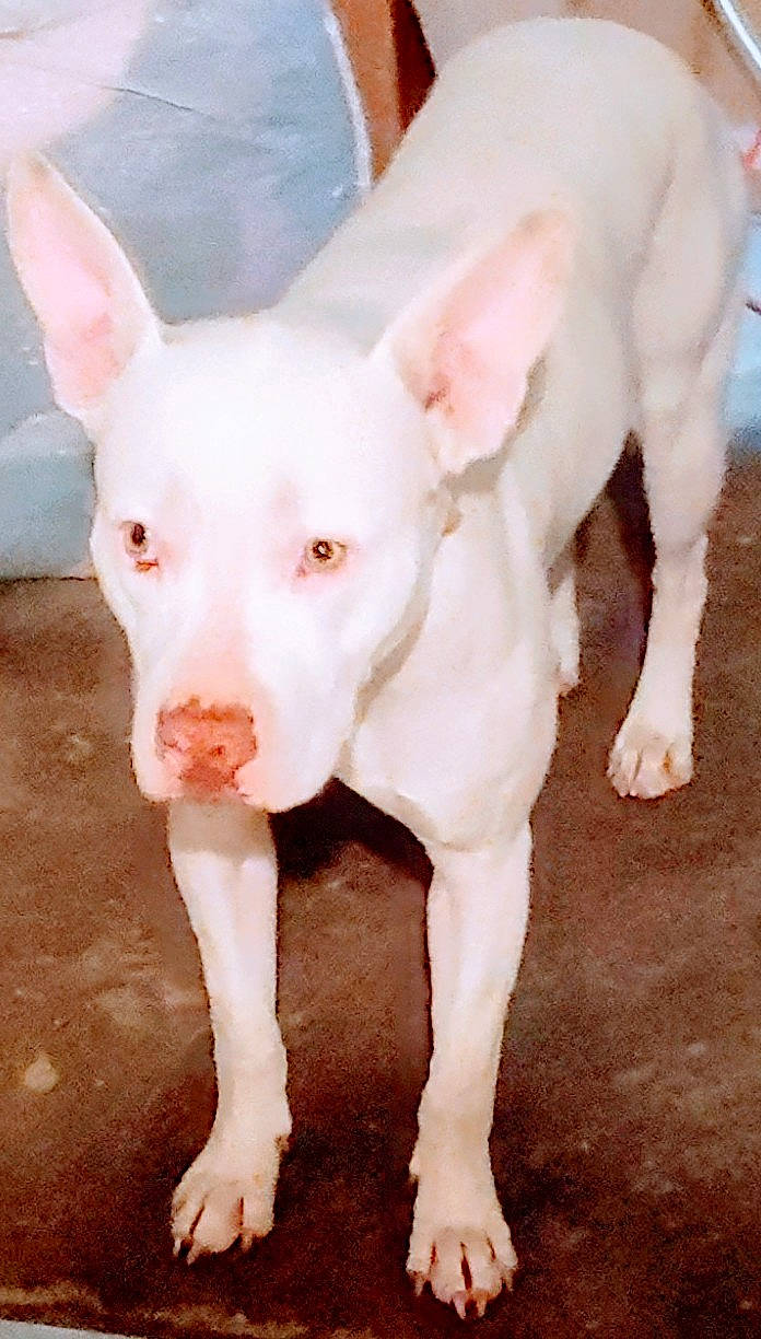 Snowflake is registered to the contest to win money with this photo: canidae, carnivore, companion_dog, dog, dog_breed, ear, eye, fawn, flesh, fur, head, human_body, jaw, leg, neck, no_expression, nose, snout, tail, terrestrial_animal