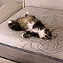 cat, fluffy, sleeping, bed, mattress, indoor, pet, fur, relaxed, cozy, white, brown, black, paws, whiskers, quiet, home, resting, animal, cute