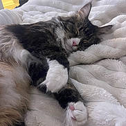 Thai joined the competition — help win amazing prizes! cat, sleeping, tabby, fur, white_paws, blanket, cozy, indoor, relaxed, pet, cute, animal, soft, whiskers, pink_nose, bedroom, fur_texture, domestic_cat, resting, close_up