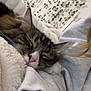 cat, sleeping, tabby, close_up, blanket, cozy, indoor, fur, pet, resting, domestic_animal, whiskers, pink_nose, face, plant, greenery, wall, home, relaxing, comfort