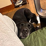 Rowan joined the competition — help win amazing prizes! black_dog, chair, close_up, cozy, cushion, dog, fan, floor, fur, green_cushion, indoor, nose, person_leg, pet, quilted, relaxed, resting, sleepy, sneaker, wooden_floor