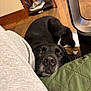black_dog, chair, close_up, cozy, cushion, dog, fan, floor, fur, green_cushion, indoor, nose, person_leg, pet, quilted, relaxed, resting, sleepy, sneaker, wooden_floor