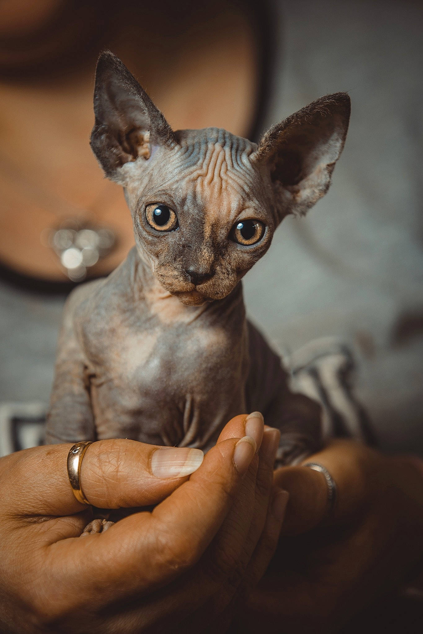 Blodwyn joined the competition — help win amazing prizes! artifact, corgi_chihuahua, dog_breed, donskoy, ear, fawn, felidae, finger, fur, gesture, hand, jewellery, nail, small_to_medium_sized_cats, snout, terrestrial_animal, thumb, toy_dog, whiskers, wildlife