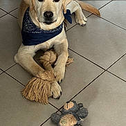 Aïko participe au concours pour gagner de l'argent avec cette photo : dog, puppy, labrador, bandana, toy, rope_toy, stuffed_animal, floor, tile, indoor, pet, animal, cute, playful, young, paw, lying_down, brown, beige, companion