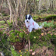 Snoop a rejoint le concours — aidez-le/la à gagner de superbes lots ! dog, forest, moss, trees, nature, outdoor, leaf, harness, animal, canine, woods, greenery, bark, fallen_leaves, branch, scruffy, pet, sitting, wildlife, daylight