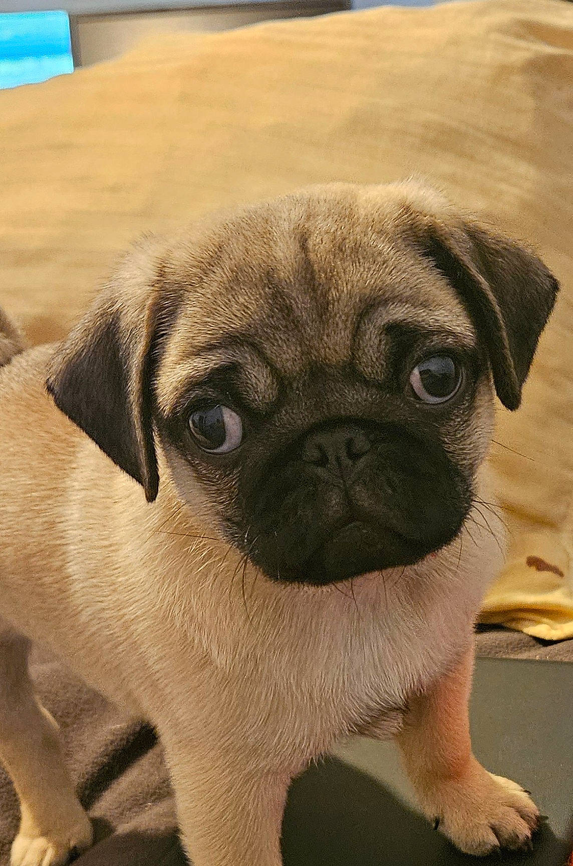 Bruno joined the competition — help win amazing prizes! ancient_dog_breeds, canidae, carnivore, companion_dog, dog, dog_breed, fawn, non_sporting_group, pug, snout, sporting_group, terrestrial_animal, toy_dog, whiskers, working_animal, wrinkle