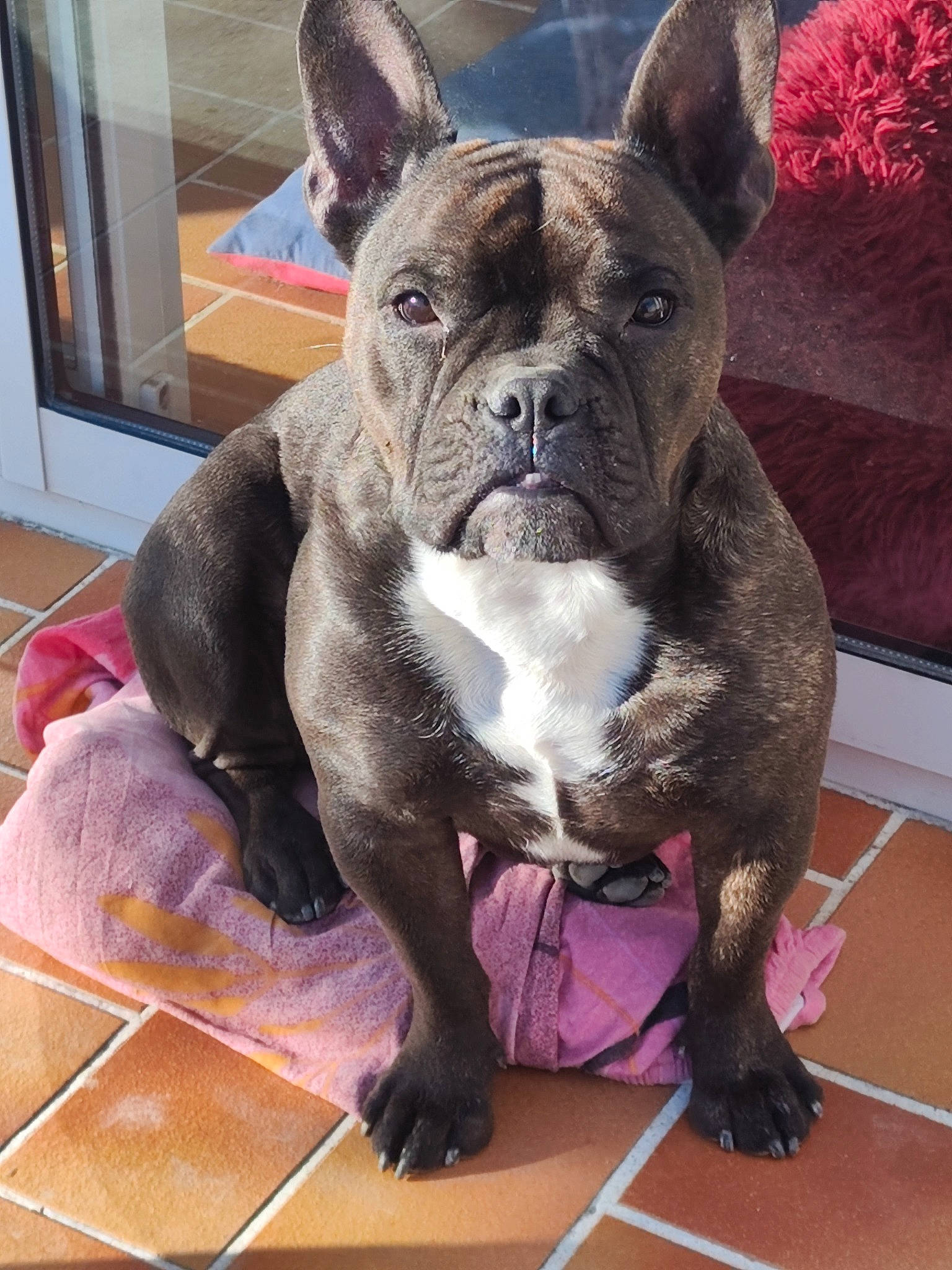 Cleo participe au concours pour gagner de l'argent avec cette photo : bulldog, canidae, carnivore, collar, comfort, companion_dog, dog, dog_breed, dog_collar, ear, fawn, molosser, non_sporting_group, snout, sporting_group, terrestrial_animal, whiskers, working_animal, working_dog, wrinkle