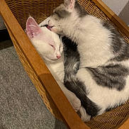 Abby Et Malonn participe au concours pour gagner de l'argent avec cette photo : cat, kitten, sleeping, grooming, basket, feline, pet, cute, cozy, fur, whiskers, indoor, resting, animal, companionship, soft, warm, wood, friendship, adorable