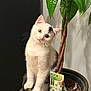 kitten, cat, plant, pot, green_leaves, indoor, curious, fluffy, cute, animal, pet, white_cat, black_spot, head_tilt, feline, small, young_cat, adorable, houseplant, label