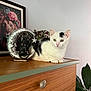 cat, white_cat, black_spot, wooden_dresser, silver_sculpture, crescent_moon, black_cat_figurine, star, framed_picture, lion_portrait, flower_crown, houseplant, green_leaves, indoor, furniture, decor, pet, animal, cute, relaxed